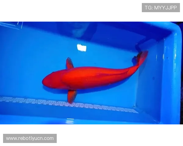 博鱼官网活动期间有哪些热门玩法和精彩内容值得玩家积极参与